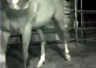 A bestiality clip that you will remember
