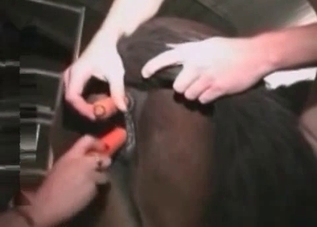 Hardcore horse needs to fucking bitches at once