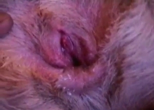 Guy turns his dog gay by fucking it in the ass