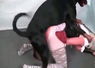 Incredible-quality blowjob for a throbbing dog cock