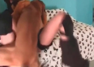 Costumed slut enjoying dog cock on cam