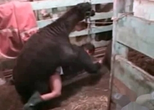 Insane animal sex with gorgeous-looking sluts