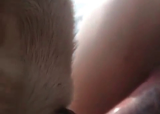 High-quality bestiality with a sexy beast