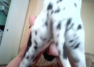 Bestiality banging with a cute-looking doggo