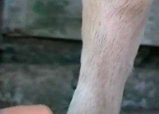 Deeply perverted dog wants a facial