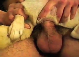 Anal fucking with a tiny dog that loves sex