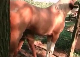 Horny horse fucking a slutty zoophilic chick