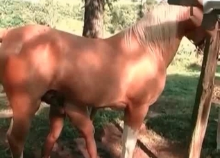 Horny horse fucking a slutty zoophilic chick