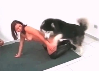 Two ravishing babes ravaged by a horny husky