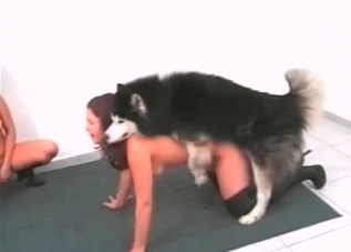 Two ravishing babes ravaged by a horny husky