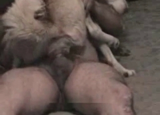 Sex-crazed zoophile chick cannot stop fucking