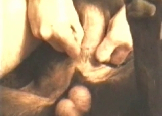 Innocent chick turns into a beast cock fiend