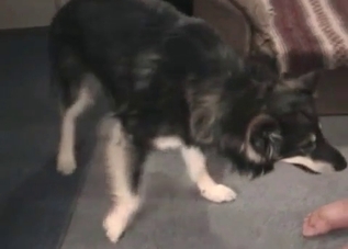 Close-up bestiality banging in high quality