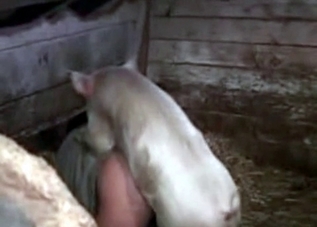Guy's asshole is getting fucked in this bestiality clip