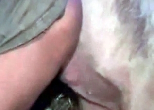 Guy's asshole is getting fucked in this bestiality clip