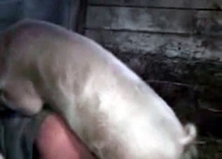 Guy's asshole is getting fucked in this bestiality clip
