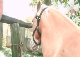 Hottie gets to enjoy extra-fresh horse cum