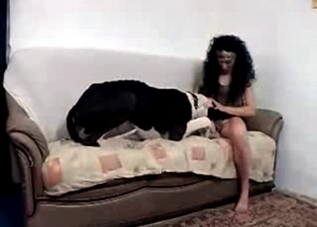 Hung dog getting its cock sucked on camera