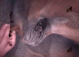 Rough fucking with a seductive stallion