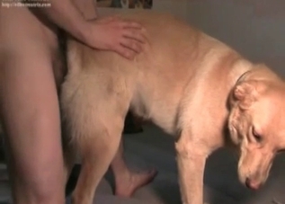 Bestiality banging with a really racy retriever