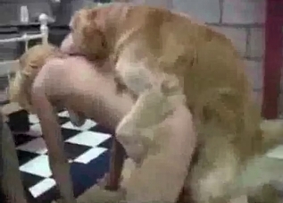Bestiality banging recorded on camera