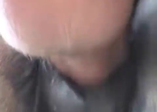 Guy is happy to shove his cock up horse's ass