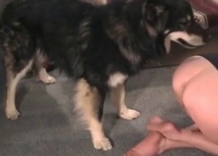 Tight pussy getting serviced by a horny dog