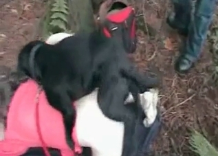 Horny dog gets to fuck outdoors