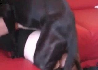 Naughty dogs enjoying ruthless sex on cam