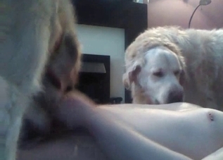 Group bestiality with three fucking dogs