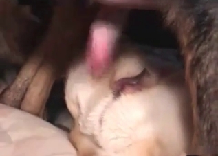 Perfect love-making session with two nasty dogs