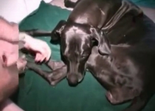 Incredible sloppy blowjob for a hung Doberman