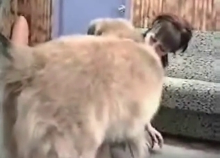 Two zoophilic hotties and racy retriever