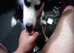 Gay dude gets a quasi-blowjob from a husky