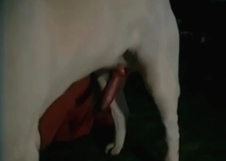 Dog enjoying violent sex on camera