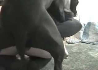 Hardcore fucking with an innocent-looking dog