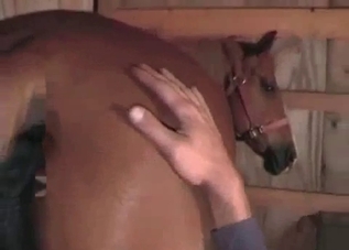Guy gets to fuck a big-dicked now-gay horse