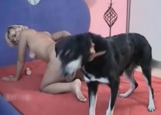 Incredibly dirty dog is into humans