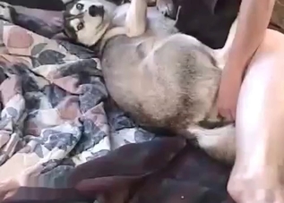 Bestiality banging with a horny-ass husky