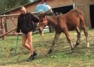 Guy is sniffing horse's ass for some reason