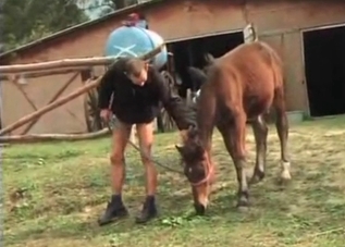 Guy is sniffing horse's ass for some reason
