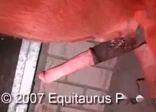 Gorgeous horse enjoying bestiality sex in HD