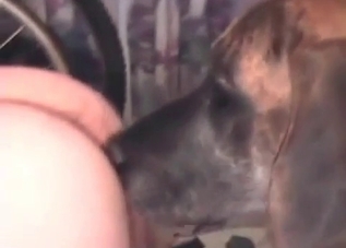 Amateur hotties enjoying sweet bestiality