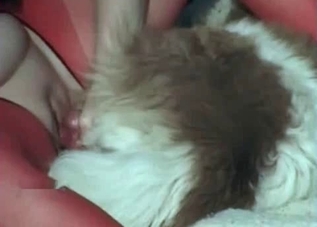 Hardcore mutt enjoying close-up fucking