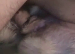 Dirty dude shoves his dick up dog's hole
