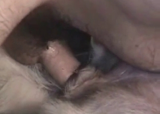 Dirty dude shoves his dick up dog's hole