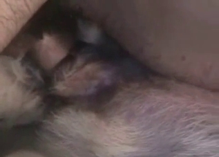 Dirty dude shoves his dick up dog's hole