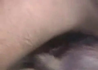 Dirty dude shoves his dick up dog's hole