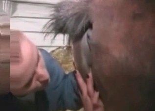 Horny horse is getting rimmed on camera
