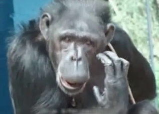 Monkey wants to fuck humans all day long